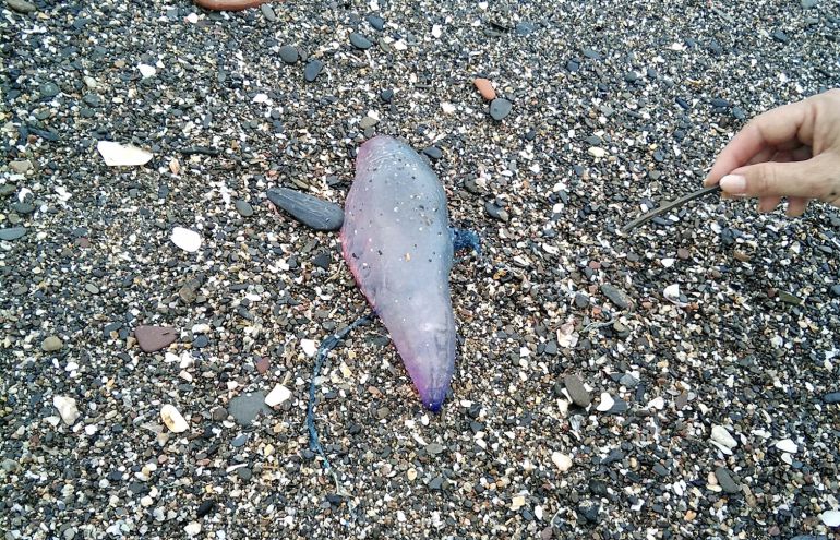 Uno de los ejemplares de calabera portuguesa en las playas de la Misericordia este domingo en Málaga capital Uno de los ejemplares de calabera portuguesa en las playas de la Misericordia este domingo en Málaga capital