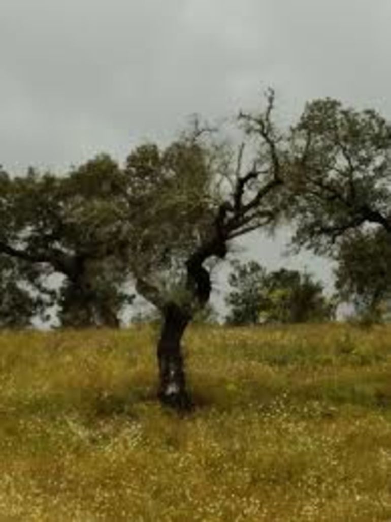 Ejemplares fuertes para combatir la muerte de la encina en la dehesa Ejemplares fuertes para combatir la muerte de la encina en la dehesa