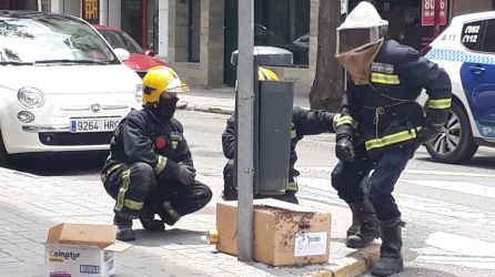 Un panal de abejas... en el centro de Ciudad Real Un panal de abejas... en el centro de Ciudad Real