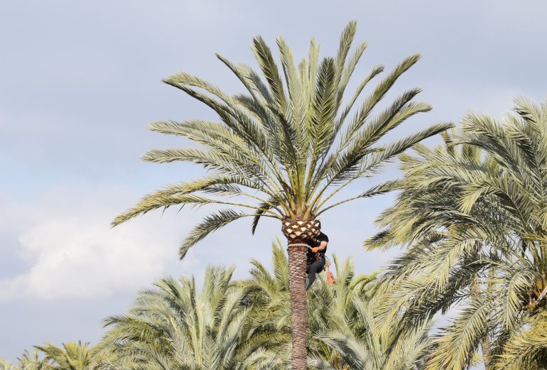 El 98% de las palmeras taladas por picudo pertenecen al Camp d'Elx El 98% de las palmeras taladas por picudo pertenecen al Camp d'Elx