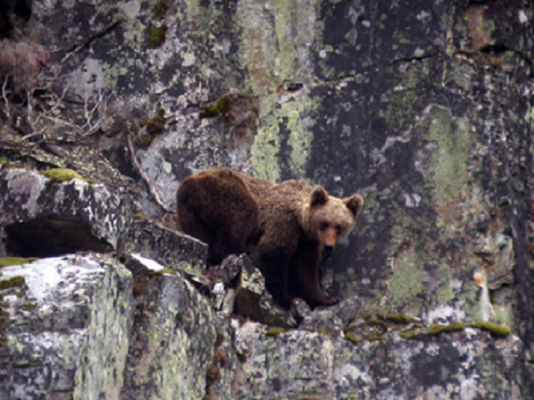 Ejemplar de oso pardo Ejemplar de oso pardo