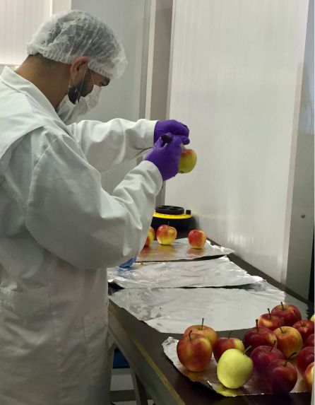 Un hombre manipula unas manzanas en uno de los laboratorios de la Universidad de Wageningen. Un hombre manipula unas manzanas en uno de los laboratorios de la Universidad de Wageningen.