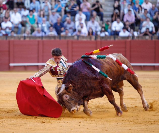 Alfonso Cadaval doblándose ante la entregada embestida del novillo que cerró plaza Alfonso Cadaval doblándose ante la entregada embestida del novillo que cerró plaza