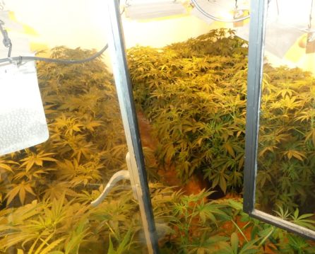 Dos detenidos e incautadas 806 plantas de marihuana en Jaén Dos detenidos e incautadas 806 plantas de marihuana en Jaén