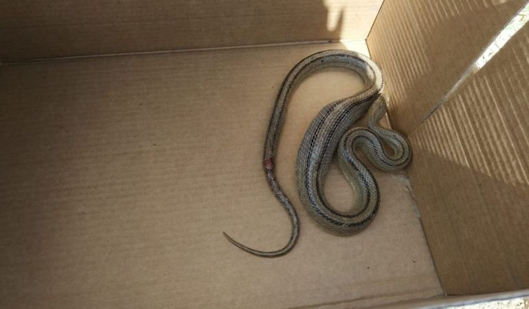 La serpiente acababa de comerse a otro animal y estaba en situación de letargo. La serpiente acababa de comerse a otro animal y estaba en situación de letargo.
