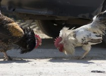Desmantelado un reñidero clandestino de gallos con 25 investigados