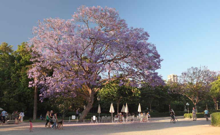Jacaranda de los Jardines del Real Jacaranda de los Jardines del Real