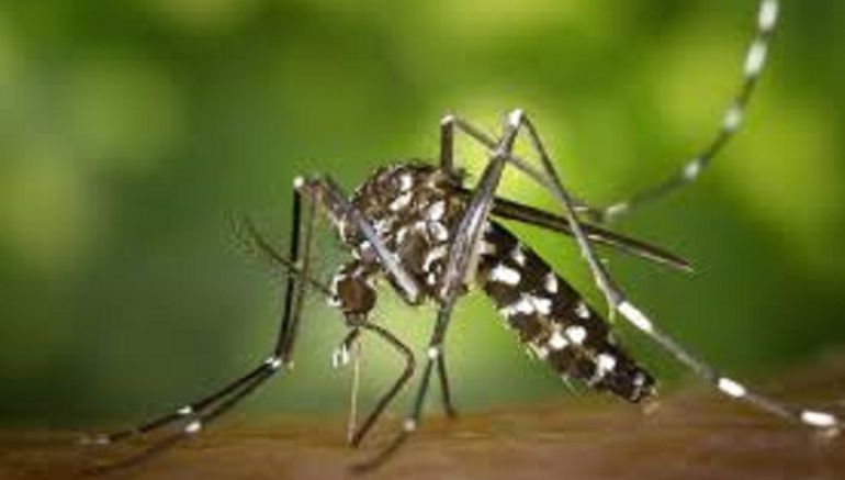 Mosquito tigre Mosquito tigre
