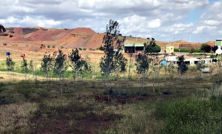Imagen tras la plantación de chopos en la planta de tratamiento de RSU en Almagro. Imagen tras la plantación de chopos en la planta de tratamiento de RSU en Almagro.