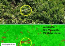 Una investigación permite detectar malas hierbas en cultivos de manzanilla