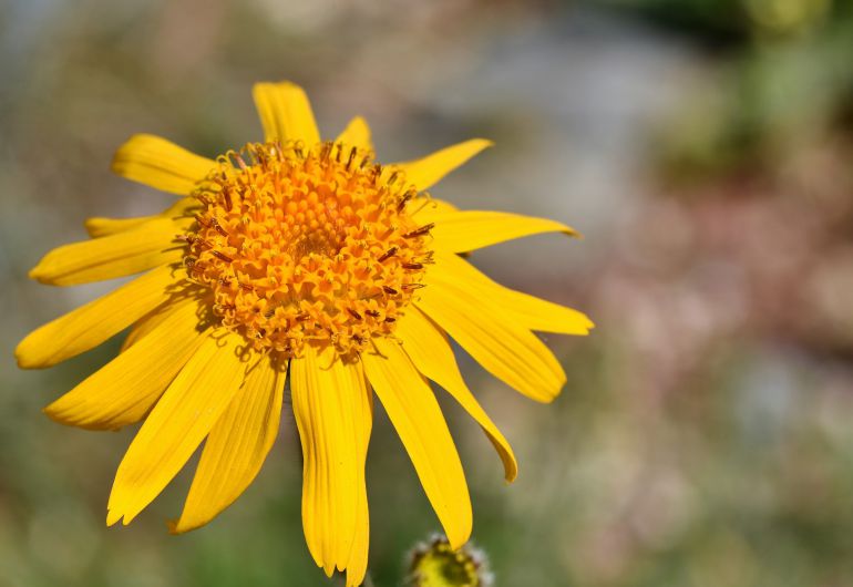 Flor de árnica Flor de árnica