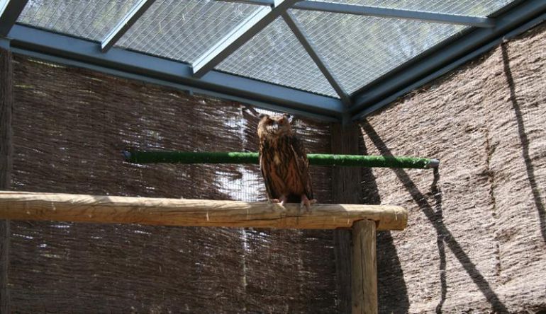 Búho real en el Centro de Recuperación de Fauna Silvestre 'El Valle' Búho real en el Centro de Recuperación de Fauna Silvestre 'El Valle'
