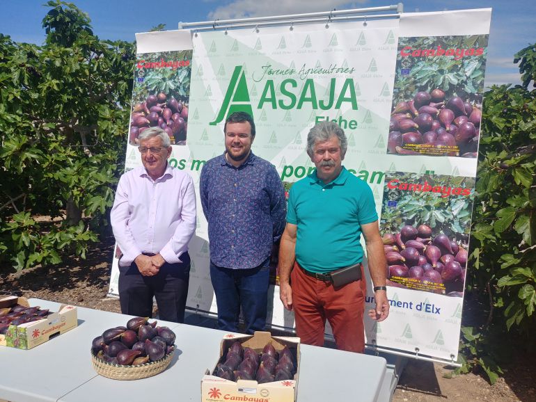 Presentanción brevas e higos Presentanción brevas e higos