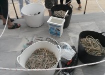 Casi 600 Kilos de plomo sacados del fondo del mar con el proyecto Plumbum