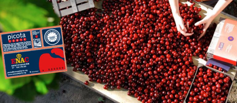 Proceso de selección de cerezas con etiqueta de la DOP Cereza del Jerte, en este caso son picotas Proceso de selección de cerezas con etiqueta de la DOP Cereza del Jerte, en este caso son picotas