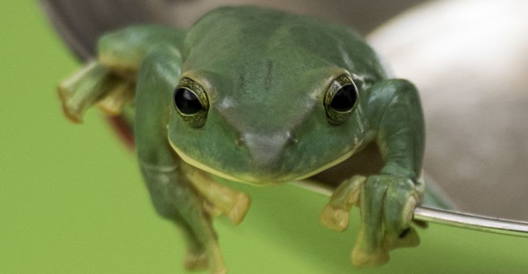Se ha monitorizado a 9 especies durante 20 años en el entorno de Peñalara Se ha monitorizado a 9 especies durante 20 años en el entorno de Peñalara