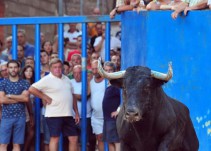 Un recortador de Torrent muere corneado en Paiporta
