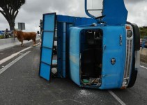 Vuelca un camión con vacas en una autopista de Tenerife