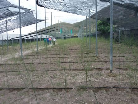 Instalaciones del invernadero con la plantación de espárrago Instalaciones del invernadero con la plantación de espárrago