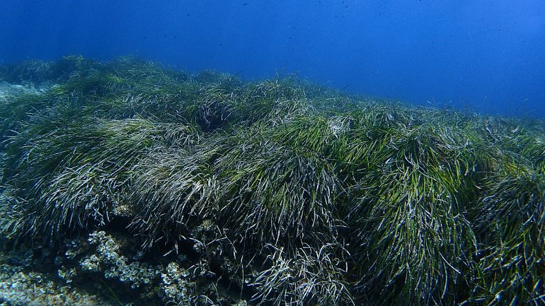 Praderas de posidonia Praderas de posidonia