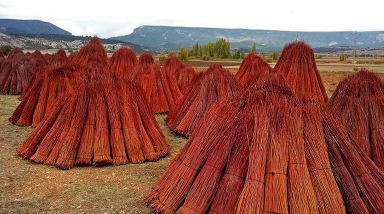 Gavillas de mimbre listas para su procesamiento. Gavillas de mimbre listas para su procesamiento.