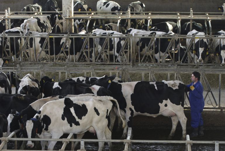 Una explotación gallega en un control veterinario Una explotación gallega en un control veterinario
