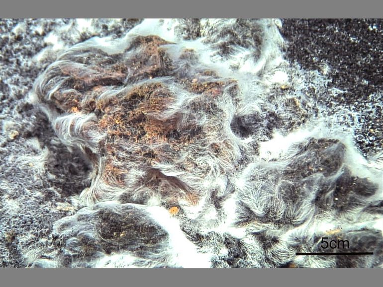 La bacteria 'Thiolava veneris'. La bacteria 'Thiolava veneris'.
