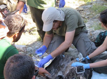 Veterinarios y técnicos de la Fundación Gypaetus proceden al marcaje del ejemplar tras haber realizado una inspección veterinaria Veterinarios y técnicos de la Fundación Gypaetus proceden al marcaje del ejemplar tras haber realizado una inspección veterinaria
