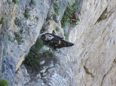 El pollo de Tono y Blimunda es devuelto al nido tras haber quedado marcado para su seguimiento. El pollo de Tono y Blimunda es devuelto al nido tras haber quedado marcado para su seguimiento.