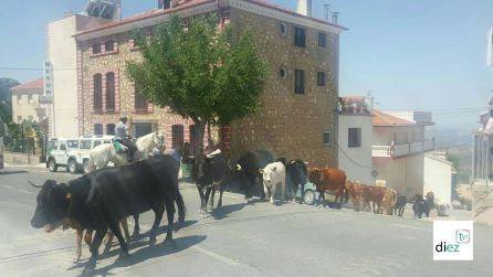 Ultima trashumancia de la primavera de 2017 pasando por Burunchel (La Iruela). El sector ganadero tiene mucha importancia en el P.N. Ultima trashumancia de la primavera de 2017 pasando por Burunchel (La Iruela). El sector ganadero tiene mucha importancia en el P.N.