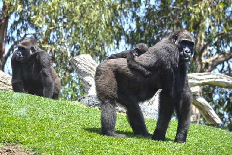 La joven gorila Mbeli junto a otros gorilas de Bioparc La joven gorila Mbeli junto a otros gorilas de Bioparc