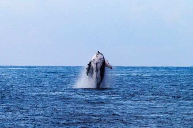 Las ballenas regresan a Dénia: el lado más salvaje del Mediterráneo Las ballenas regresan a Dénia: el lado más salvaje del Mediterráneo