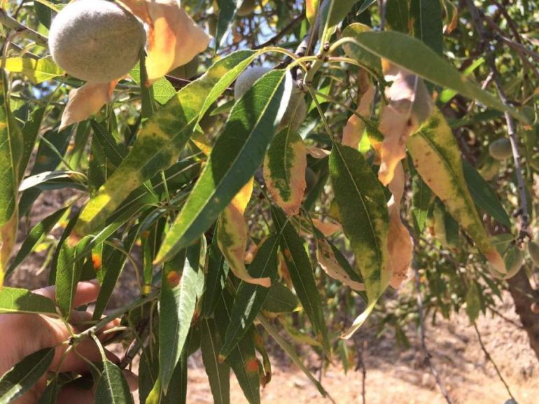Almendro afectado por la Xylella. Almendro afectado por la Xylella.
