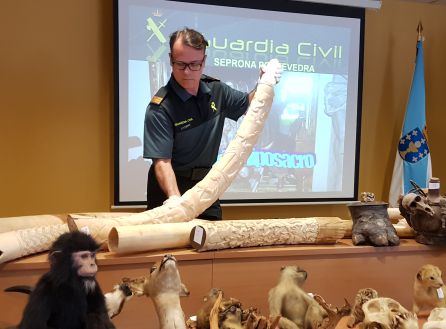 El Seprona recupera en Salvaterra un almacén ilegal de arte sacro y especies protegidas disecadas: El Seprona recupera un almacén ilegal de arte sacro y especies protegidas disecadas El Seprona recupera en Salvaterra un almacén ilegal de arte sacro y especies protegidas disecadas: El Seprona recupera un almacén ilegal de arte sacro y especies protegidas disecadas