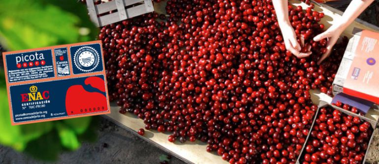 Picotas y el sello de la DOP Cereza del Jerte que garantiza su procedencia y su calidad Picotas y el sello de la DOP Cereza del Jerte que garantiza su procedencia y su calidad