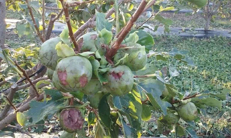 La finca Sinyent sufre destrozos de más de 300 mil euros en cosechas y cultivos La finca Sinyent sufre destrozos de más de 300 mil euros en cosechas y cultivos