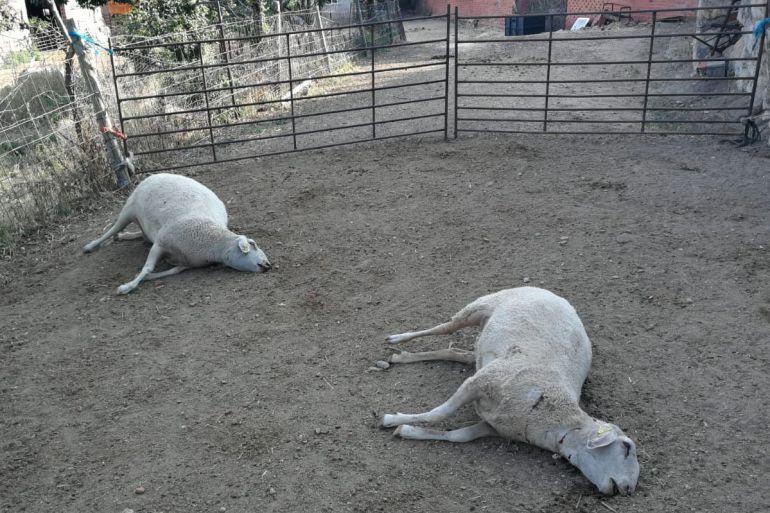 Ocho ovejas muertas tras un ataque del lobo Ocho ovejas muertas tras un ataque del lobo