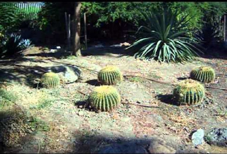 El Jardín Americano reabre al público El Jardín Americano reabre al público