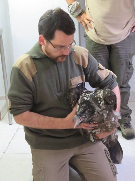 Pakillo Rodríguez con uno de los quebrantahuesos del centro de cría Guadalentín Pakillo Rodríguez con uno de los quebrantahuesos del centro de cría Guadalentín