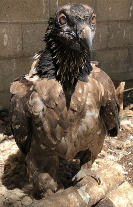 Foto actual de Rin Ran en el centro de cria en cautividad de Guadaleltín Foto actual de Rin Ran en el centro de cria en cautividad de Guadaleltín