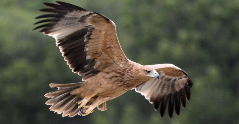 Ejemplar de Águila Imperial Ejemplar de Águila Imperial
