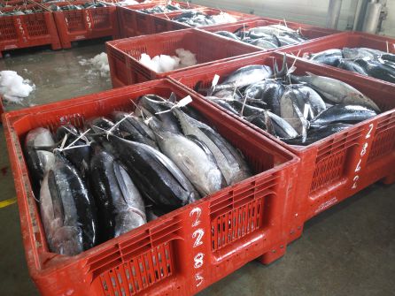 40.000 kilos de bonito entraron en Hondarribia el pasado jueves 40.000 kilos de bonito entraron en Hondarribia el pasado jueves