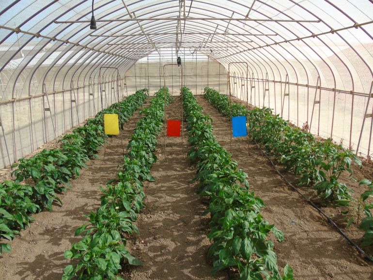 Mallas fotoselectivas de sombreo para mejorar los frutos y evitar plagas en el Campo de Cartagena Mallas fotoselectivas de sombreo para mejorar los frutos y evitar plagas en el Campo de Cartagena