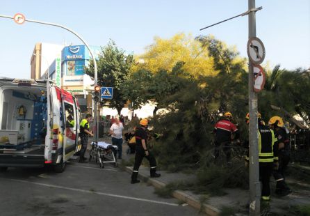 El árbol se trata de una casualina y la caída se debe a un deterioro interno El árbol se trata de una casualina y la caída se debe a un deterioro interno