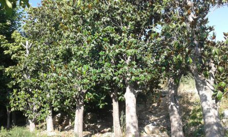 Magnolios plantados en el vivero municipal, retirados de la plaza de Santa María. Magnolios plantados en el vivero municipal, retirados de la plaza de Santa María.