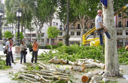 Debate en Radio Sevilla sobre la tala de árboles en la ciudad Debate en Radio Sevilla sobre la tala de árboles en la ciudad