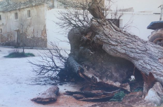 El olmo viejo de Cuevas de Velasco murió en el año 1990. El olmo viejo de Cuevas de Velasco murió en el año 1990.