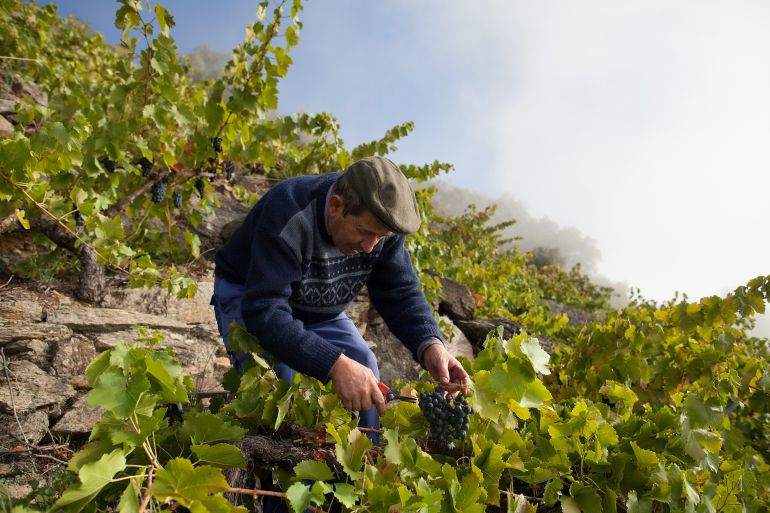 Un viicultor en la Ribeira Sacra Un viicultor en la Ribeira Sacra