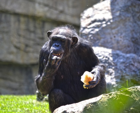 Chimpancé con un helado Chimpancé con un helado