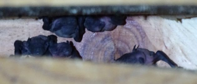 Los murciélagos se reproducen en las cajas nido de Calasparra Los murciélagos se reproducen en las cajas nido de Calasparra
